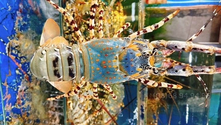 tom-hum-dao-binh-ba-cam-ranh tom-hum-dao-binh-ba-cam-ranh