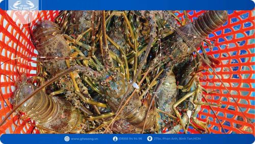 Tôm hùm giá bao nhiêu tiền 1 kg?