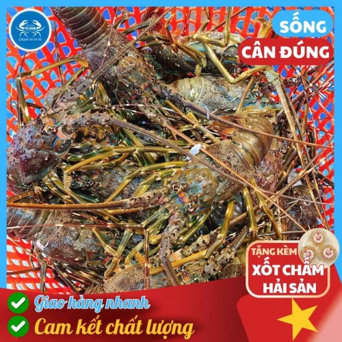 Tôm Hùm Xanh Sống Loại 1 (Size 2 - 3 con/kg) - Thịt Chắc Gạch Béo
