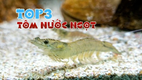 Top 3 loại Tôm Nước Ngọt Ưu Chuộng Hiện Nay