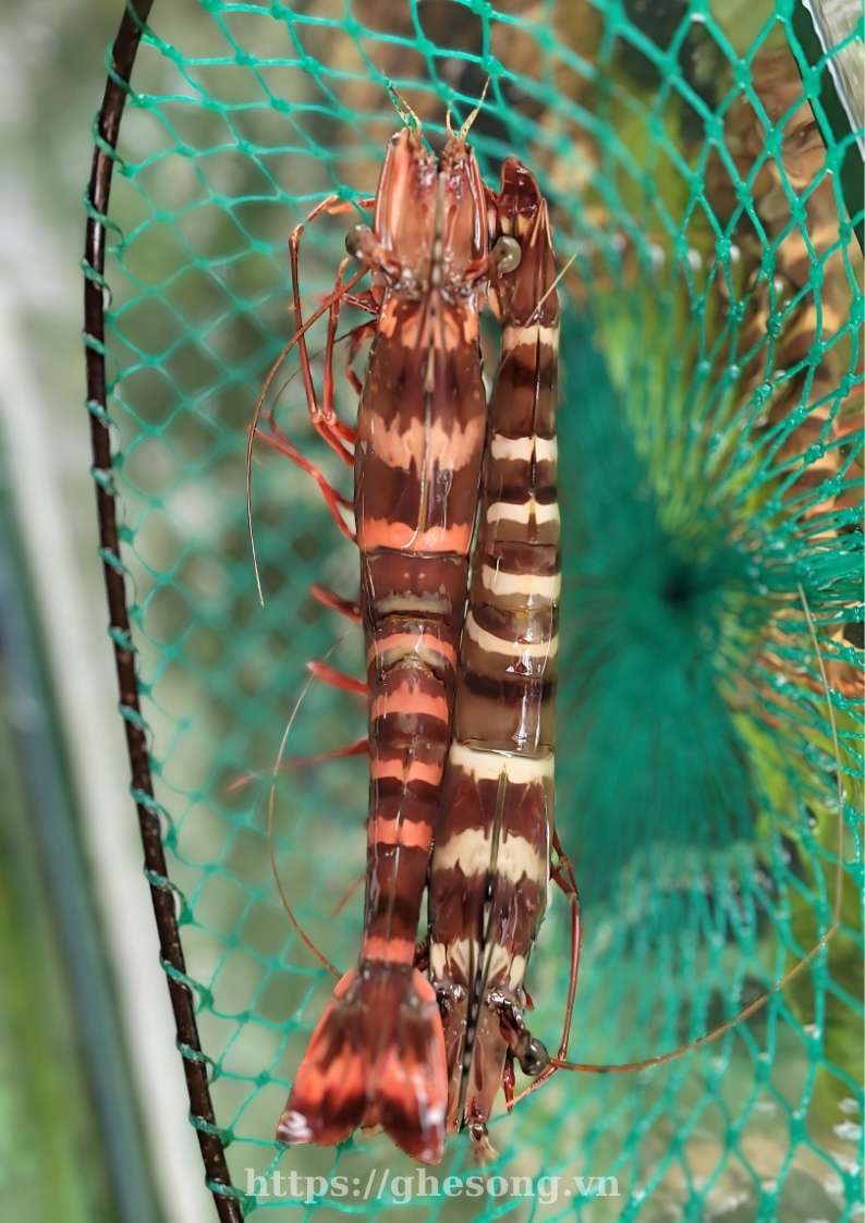 tom-su-bien-phu-quoc tom-su-bien-phu-quoc