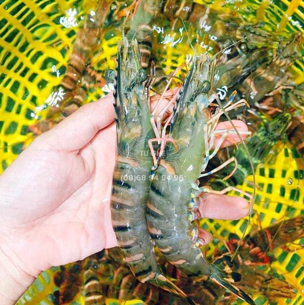 tôm sú sống 20-25con