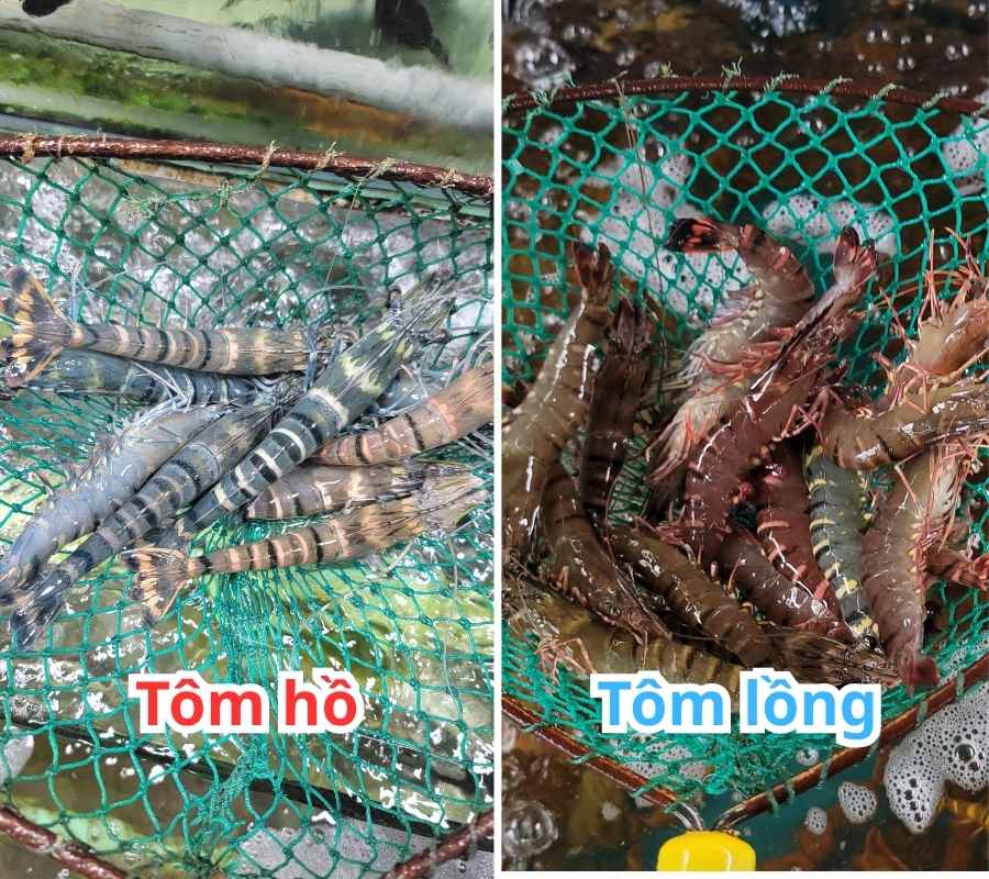 tôm sú sống giá trị cao