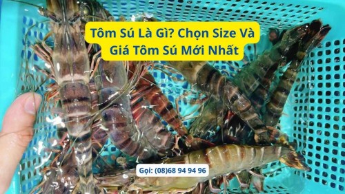 Tôm Sú Là Gì? Cách Phân Biệt, Chọn Size Và Giá Tôm Sú Mới Nhất