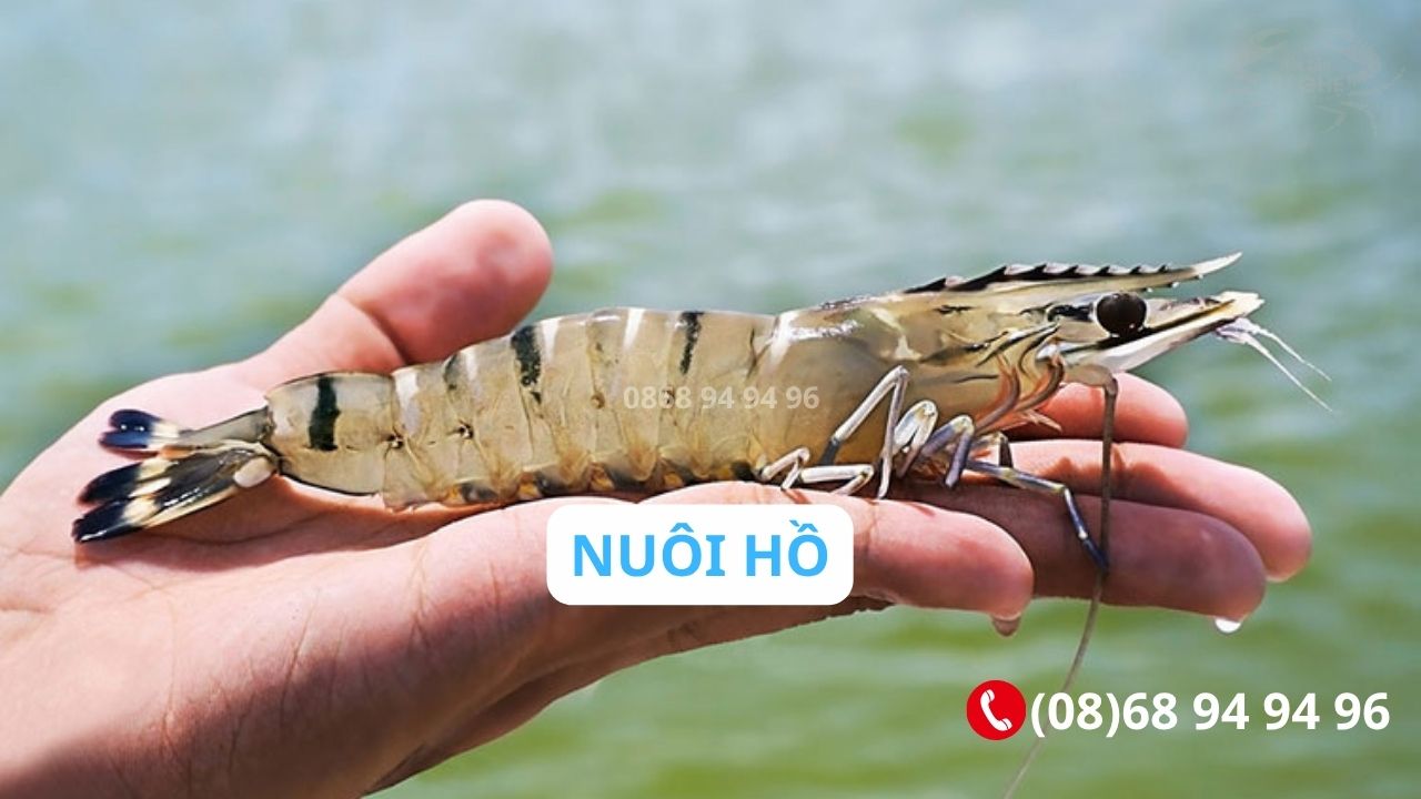 tom-su-nuoi-ho-cong-nghiep