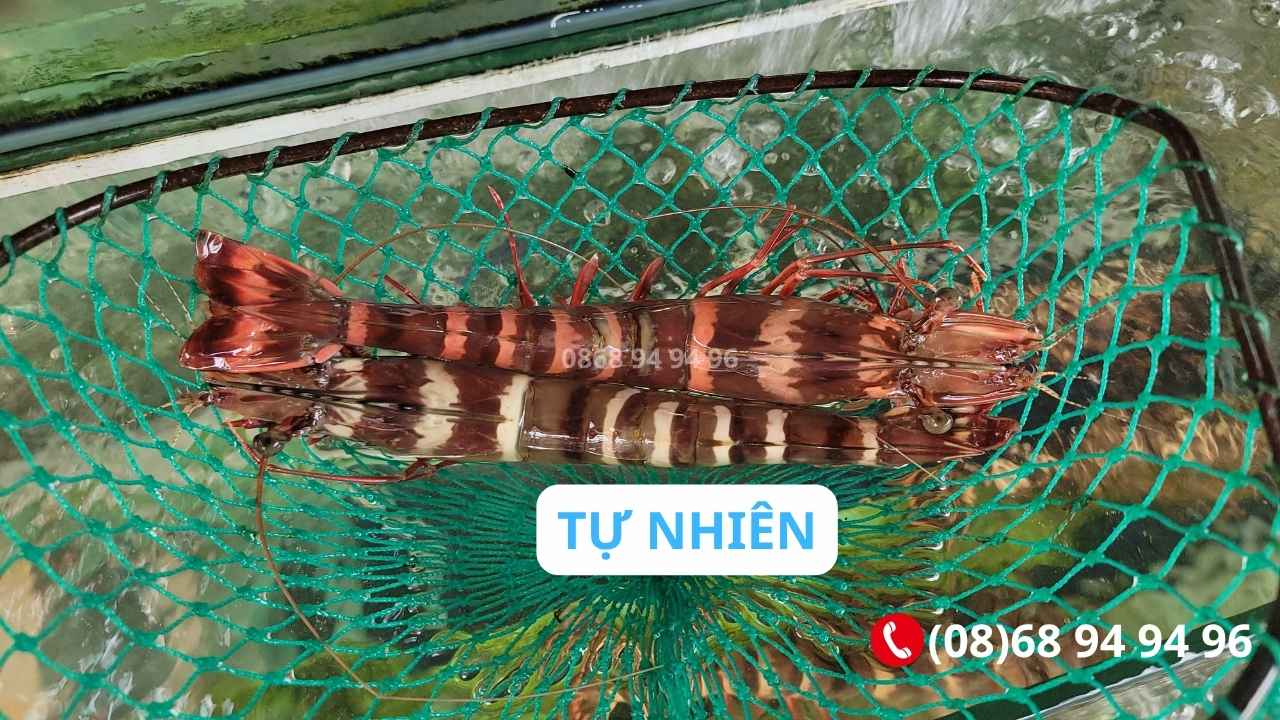 tom-su-thien-nhien-tu-ghe