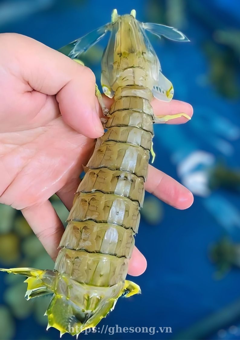 tom-tich-phu-quoc tom-tich-phu-quoc