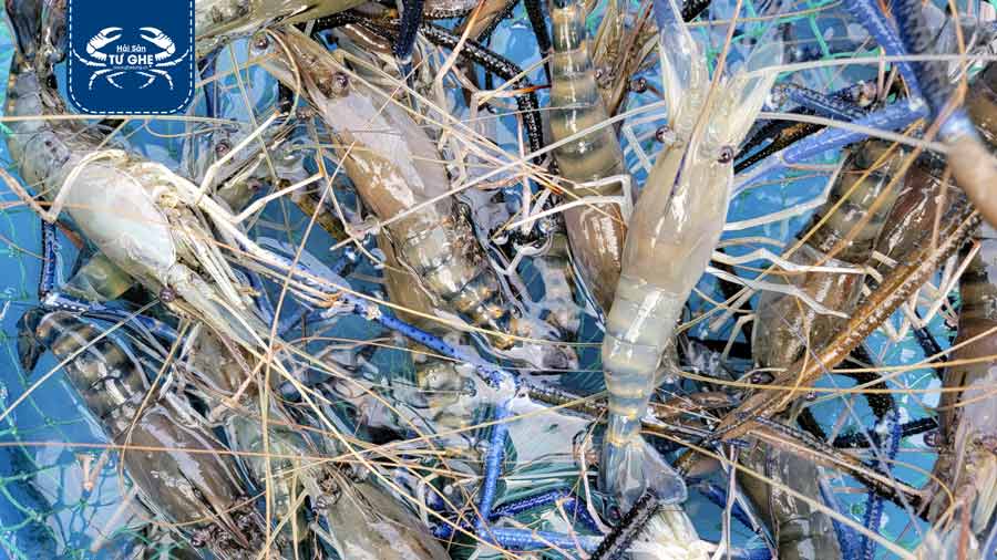 Tôm càng xanh sống, tôm ngon giao sống tại quận 3 Tphcm