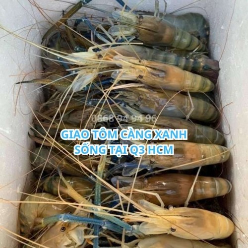 Tôm càng xanh sống tại Q3 HCM