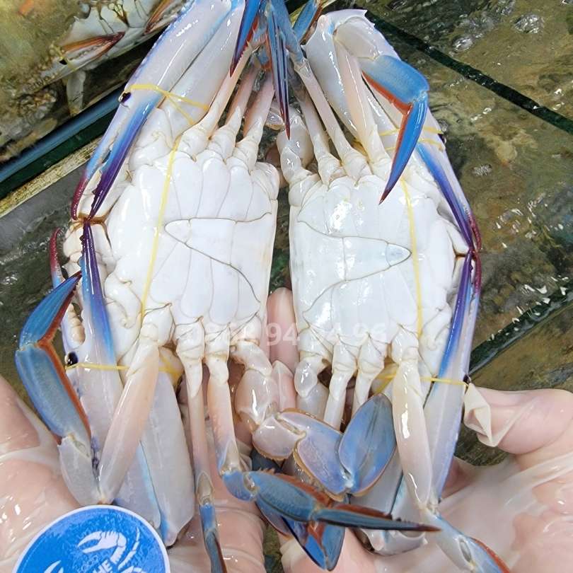 ty-le-vang-ghe-xanh-size-7-8-con-kg-loai-trung-ban-chay-nhat-hcm