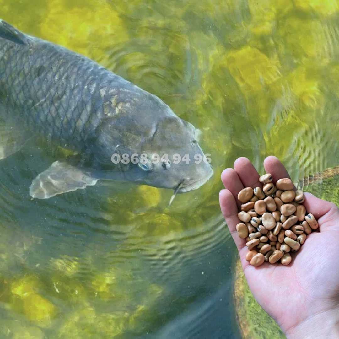 ung-dung-dau-tam-trong-nuoi-ca ung-dung-dau-tam-trong-nuoi-ca