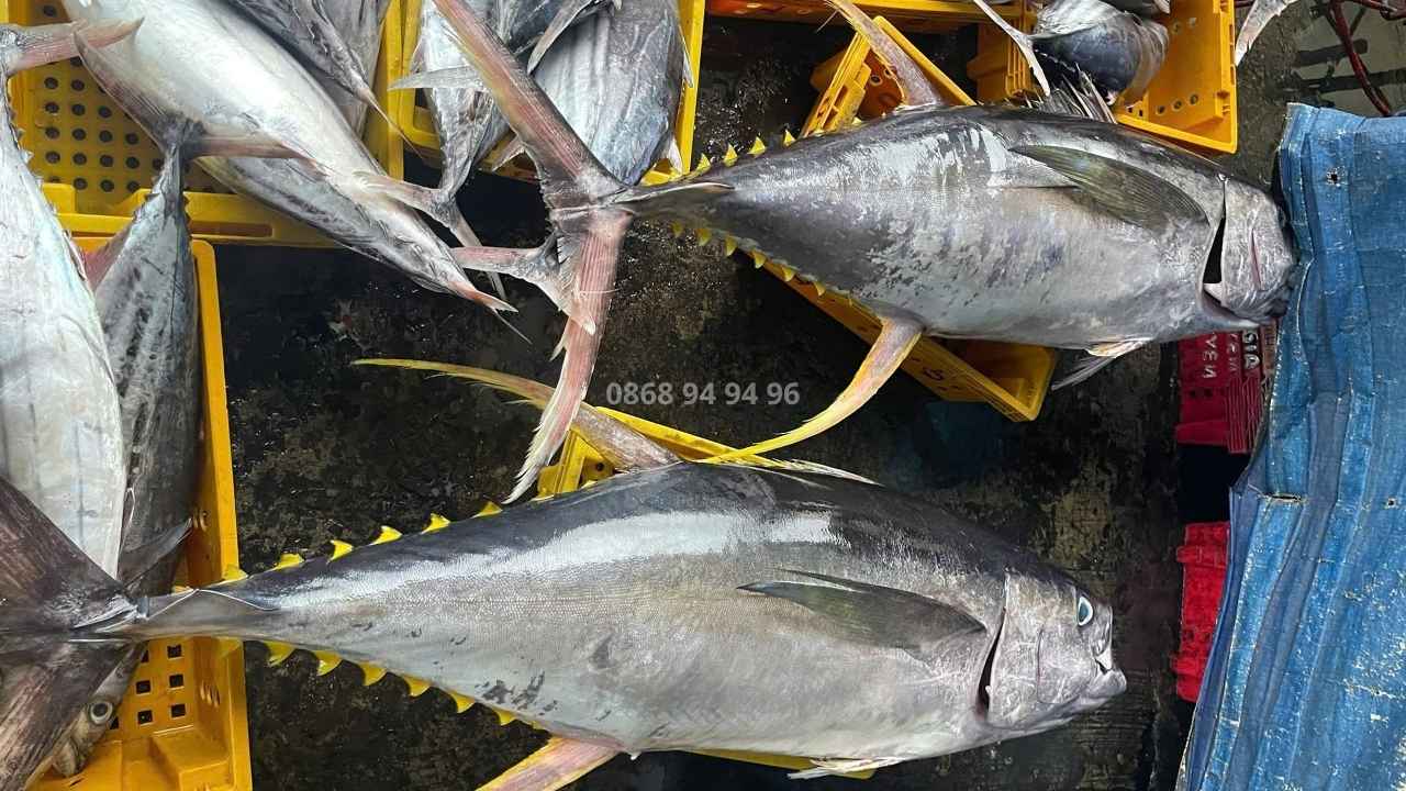 vua-si-ca-ngu-dai-duong-binh-dinh-hom-nay