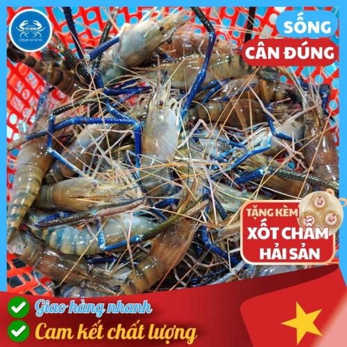Tôm Càng Xanh Sống, Size 9/12 con, Tôm Gạch Đầu Béo Ngon, Tư Ghẹ