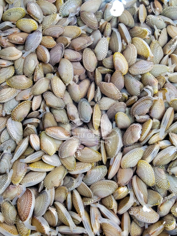 địa-chỉ-bán-sò-lụa-chip-chip-tươi-ngon-chất-lượng địa-chỉ-bán-sò-lụa-chip-chip-tươi-ngon-chất-lượng